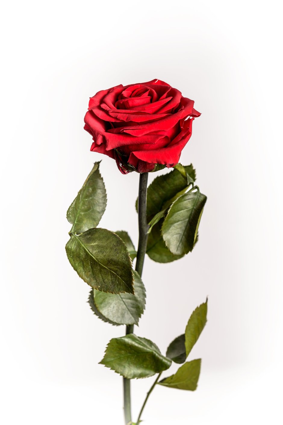Роза Амороза Rosa amorosa