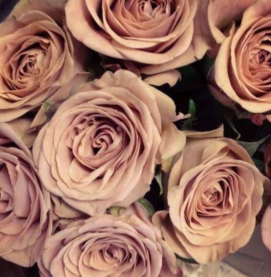 Розы цвета капучино