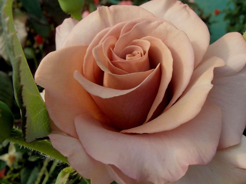 Макароза флорибунда роза
