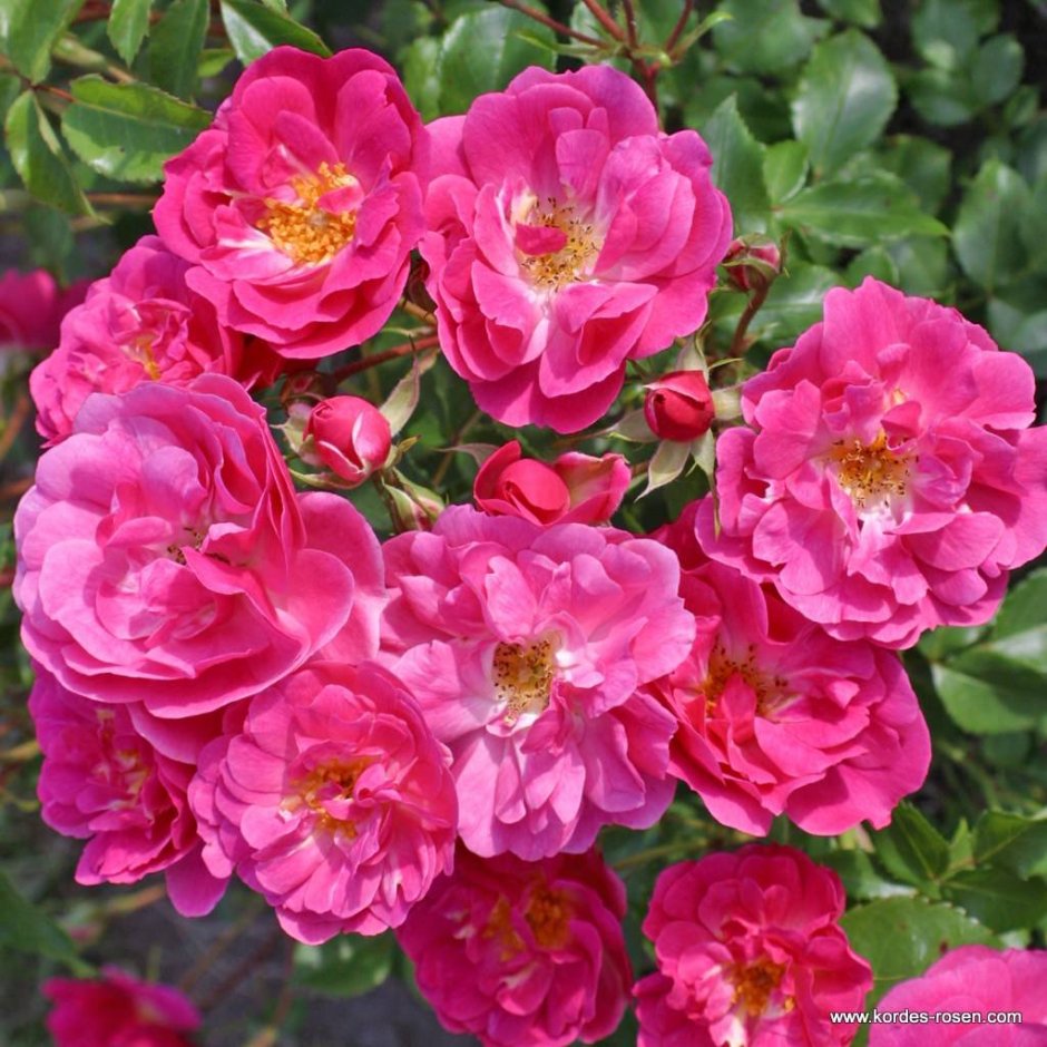 Роза плетистая розовая Кордес