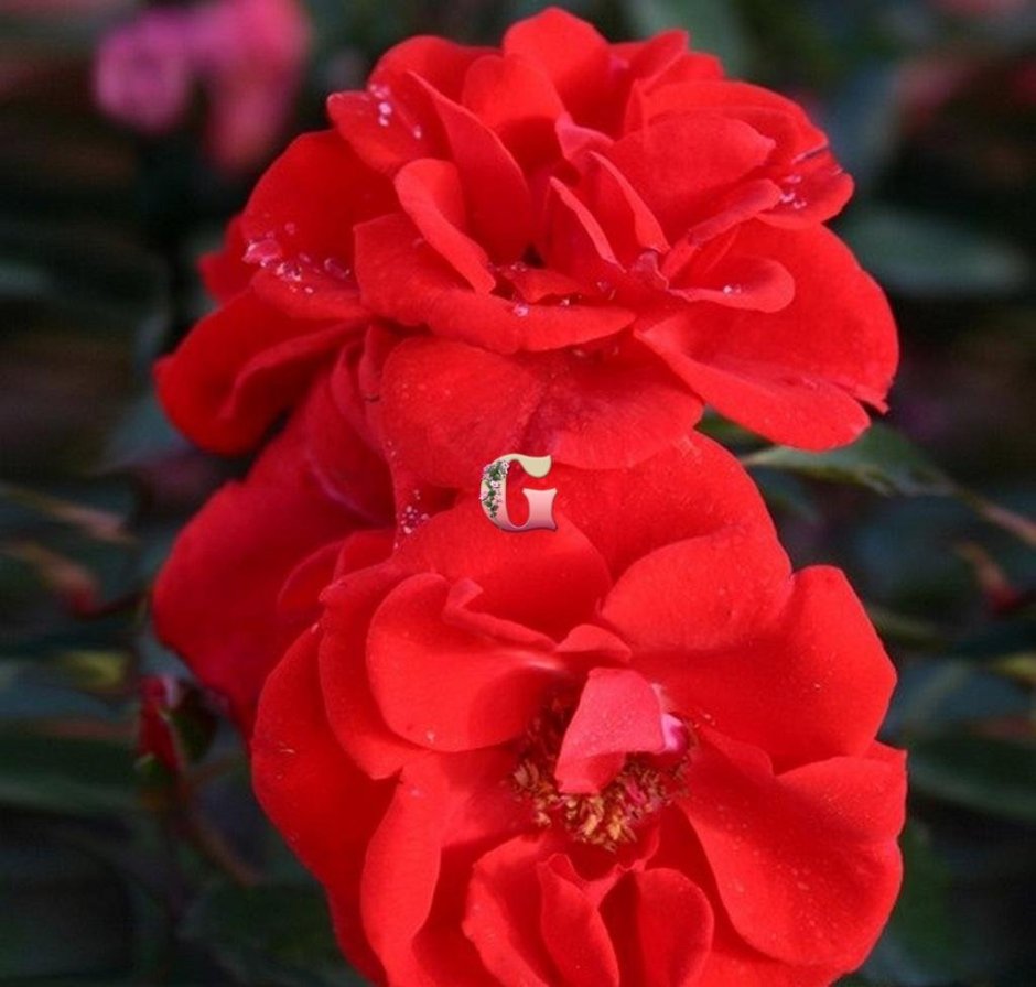 Кордес бриллиант Kordes Brilliant роза