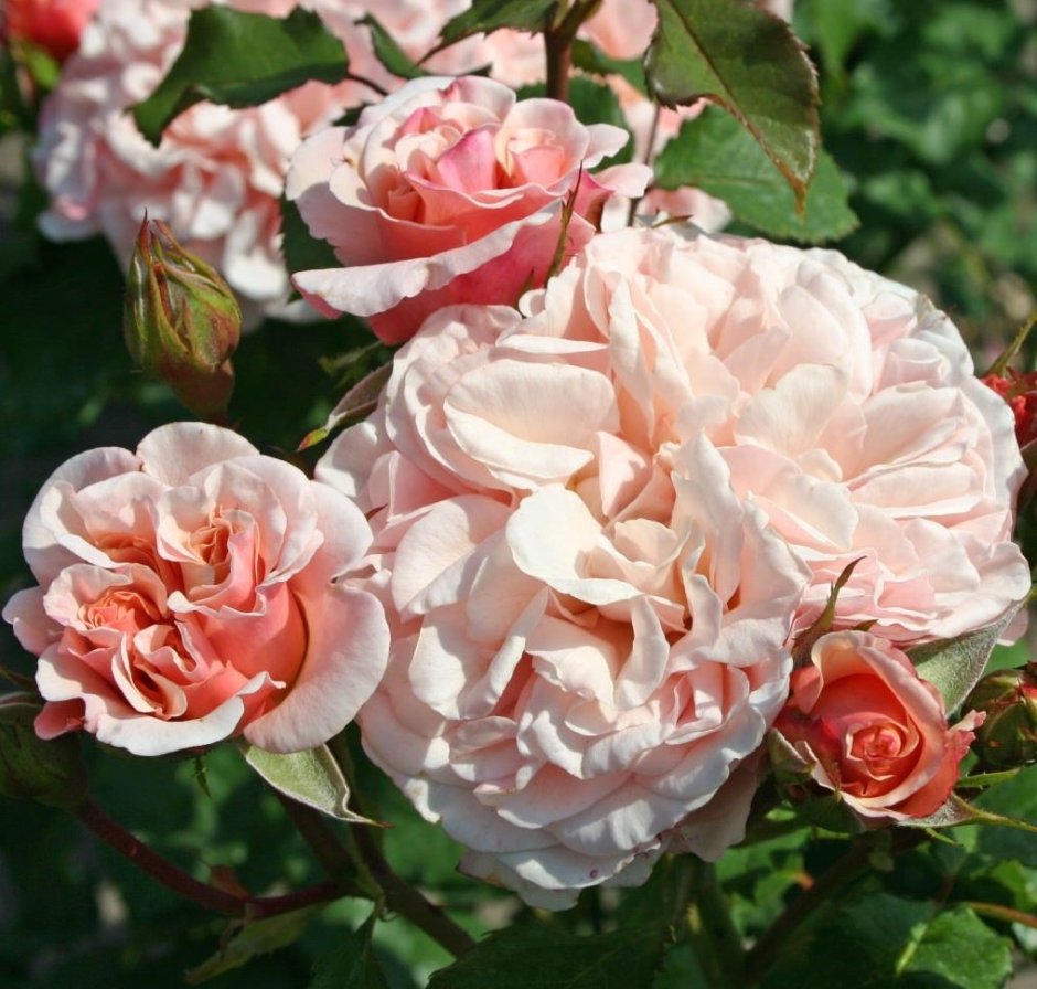 Роза Парковая Эйфельзаубер