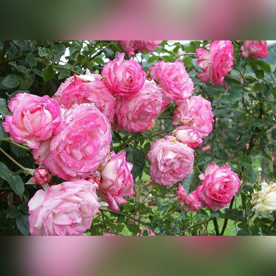 Роза плетистая Арлекин