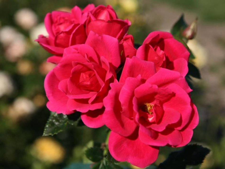 Роза Gartenfreund