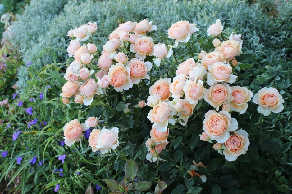 Sangerhauser Jubilaumsrose роза