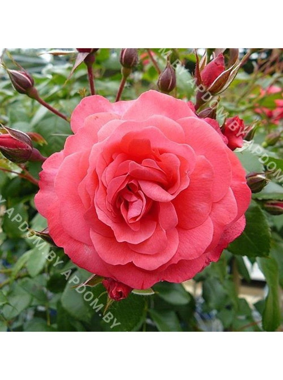 Роза флорибунда 'бэд Бирнбах' (Rose floribunda ‘Bad Birnbach')
