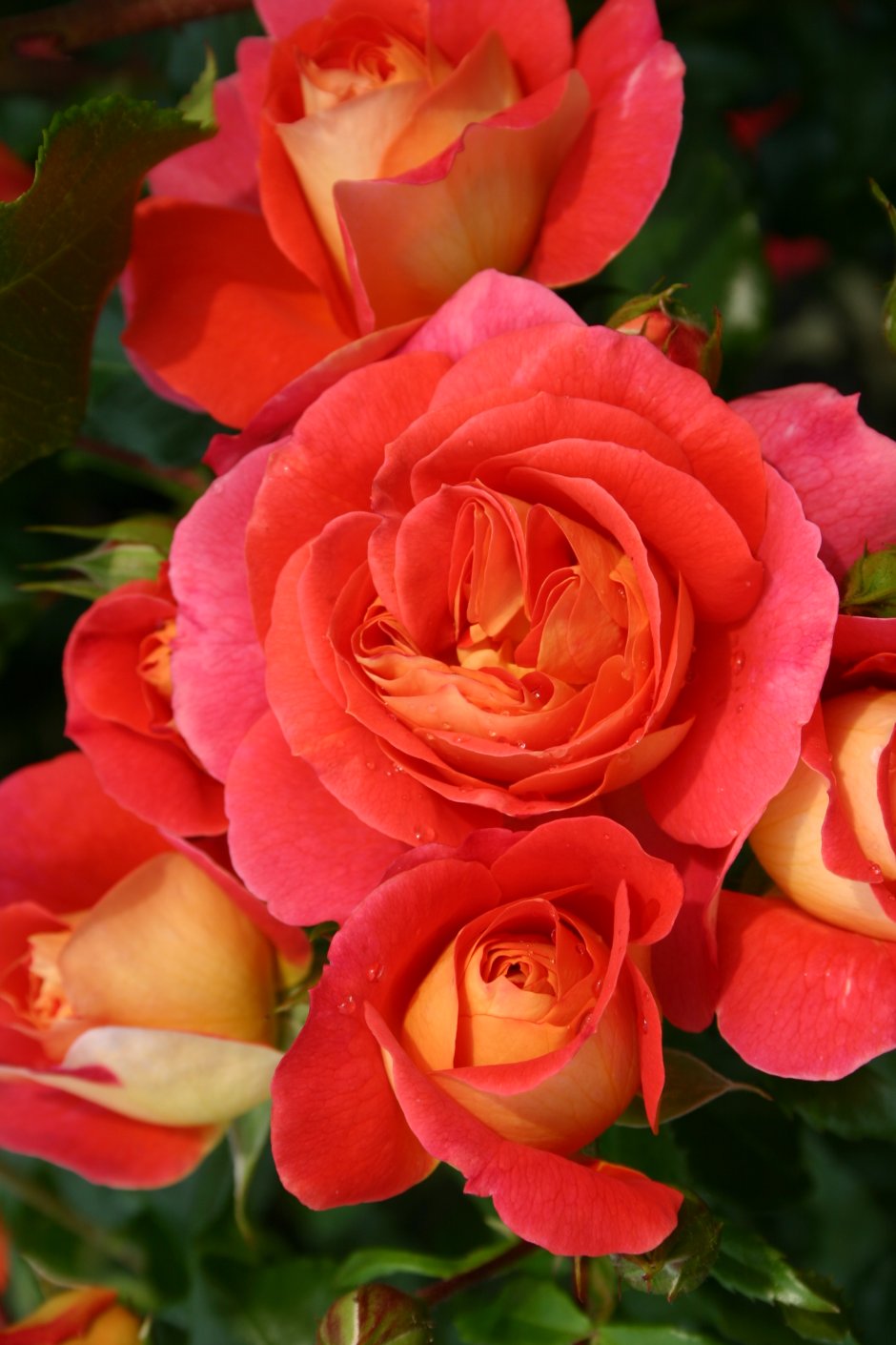 Joli Tambour роза