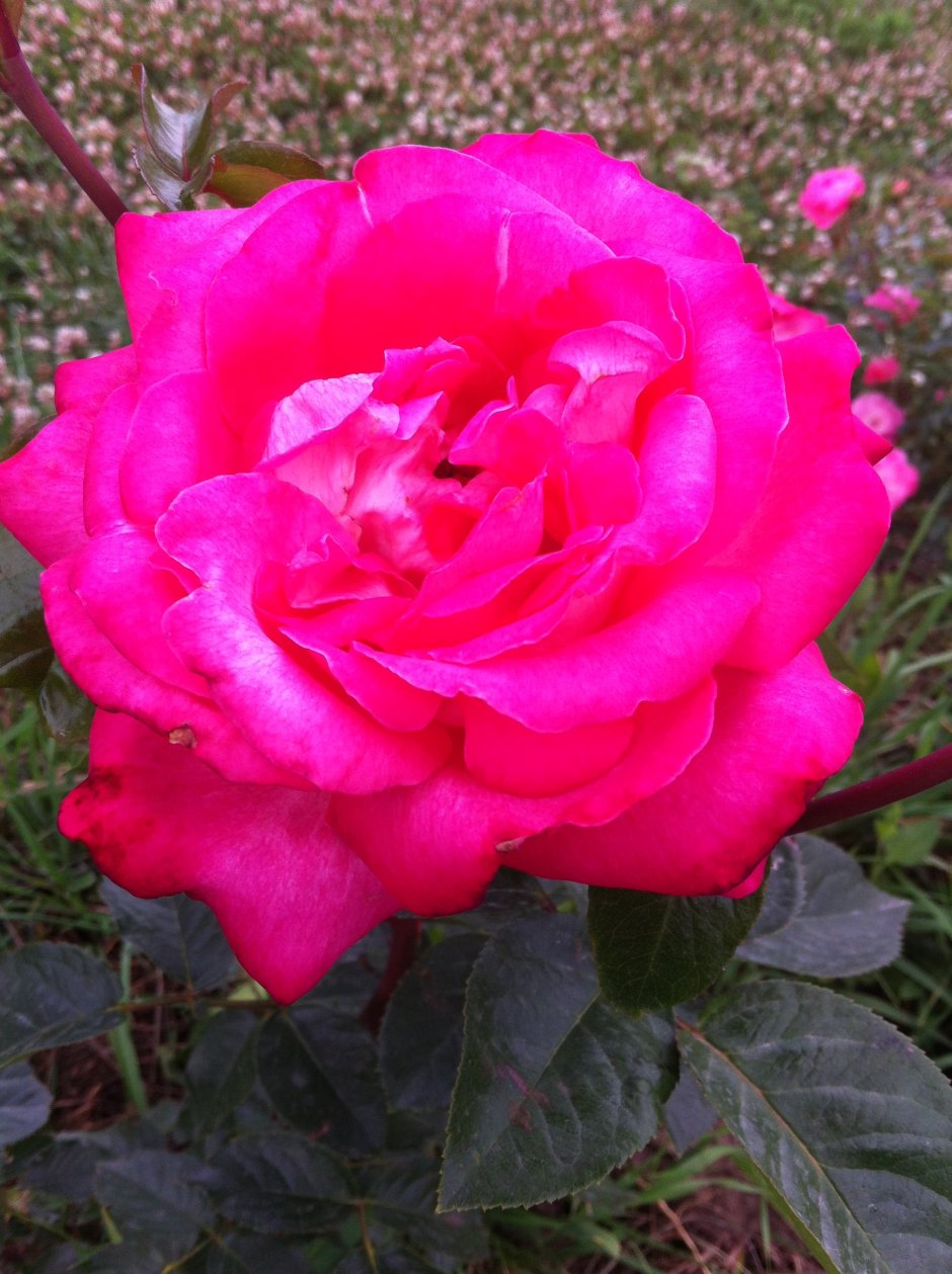 Роза Pinktopia