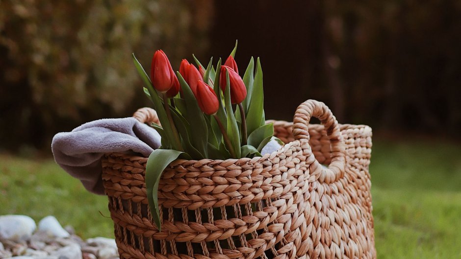 Тюльпаны в плетеной корзинке