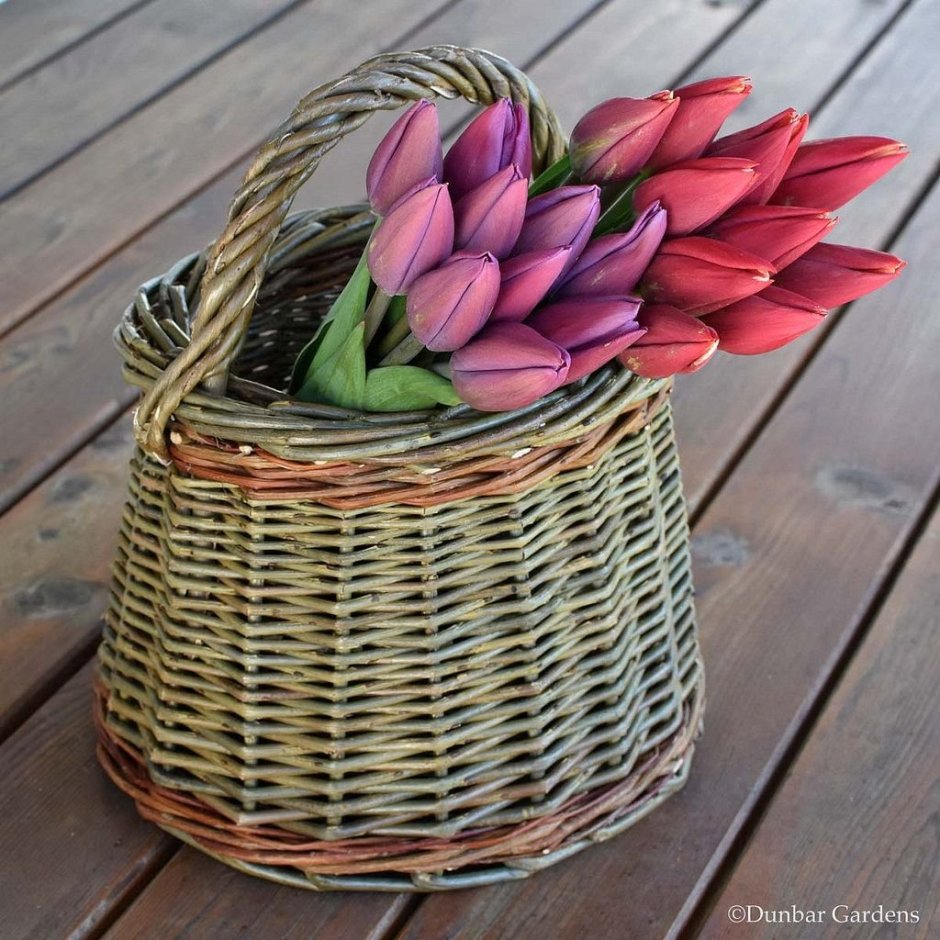 Красивые тюльпаны в корзинке