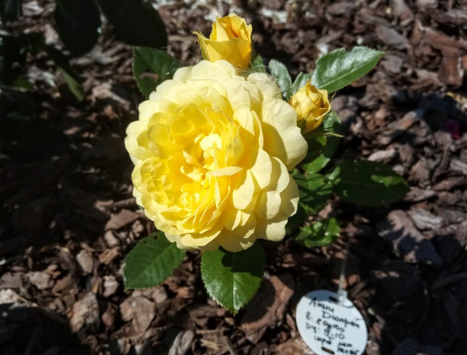 Роза шраб Анни дюпрей