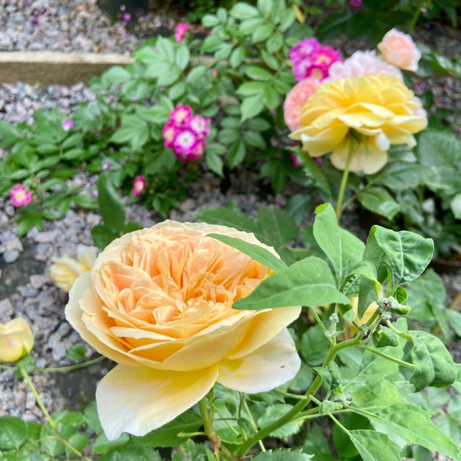 Голден ЗЕСТ (Golden Zest), США роза
