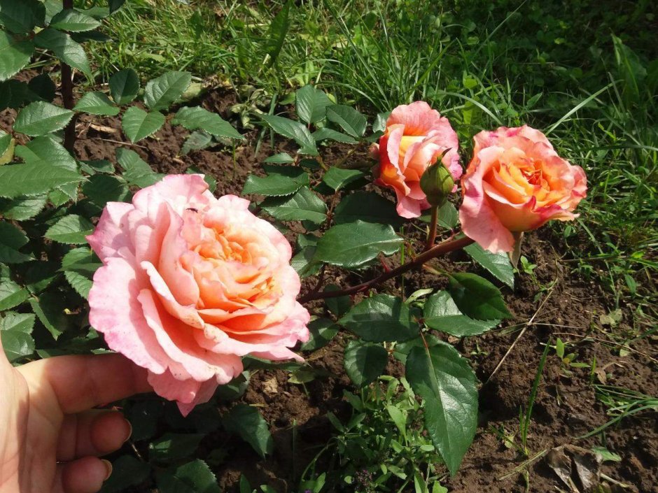 Штамбовая роза Жан Кокто