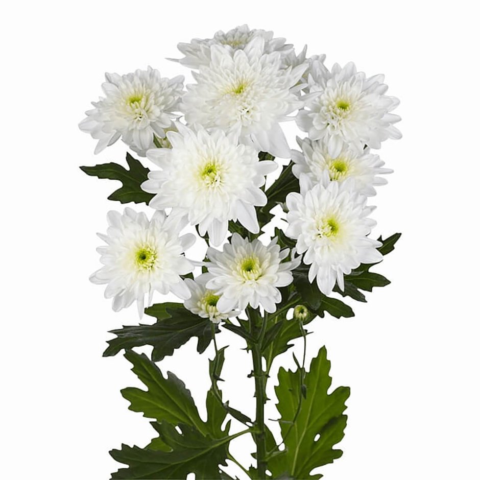 Хризантема кустовая Балтика белая