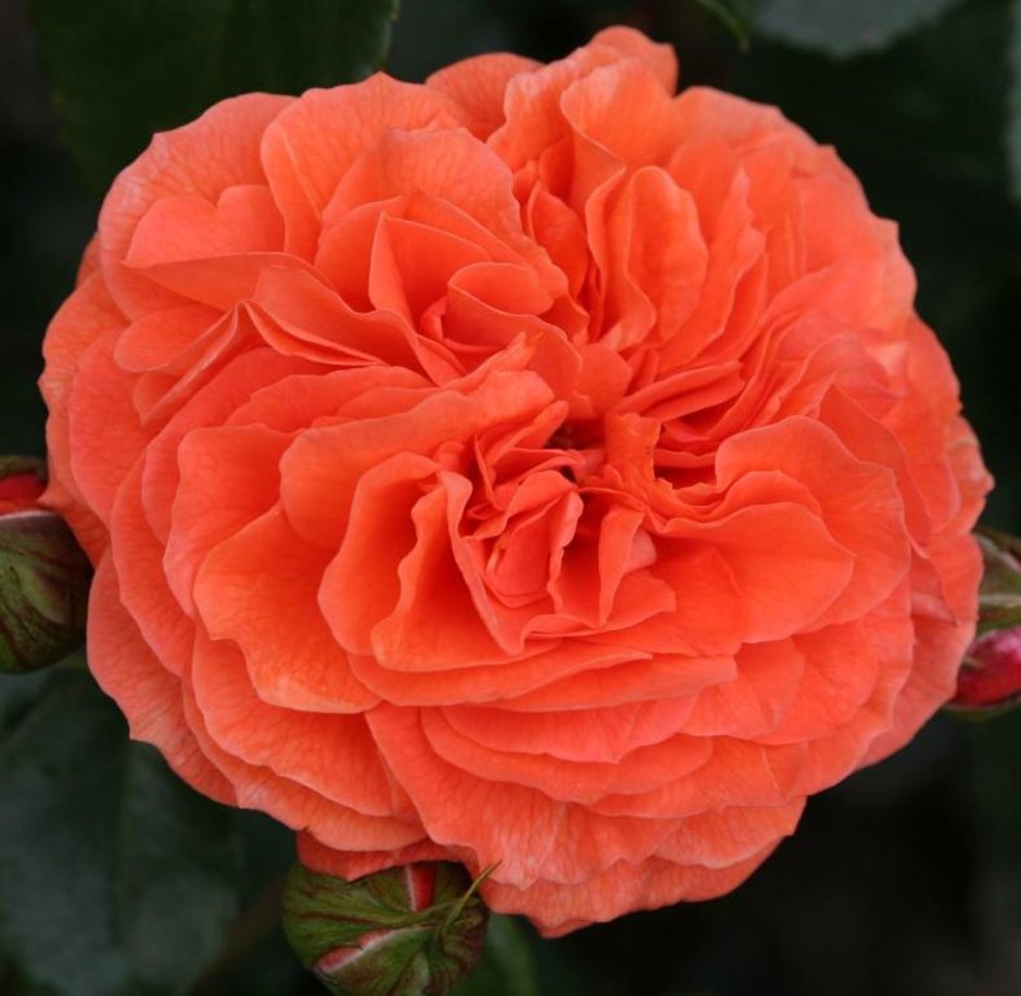 Orangerie Оранэри роза