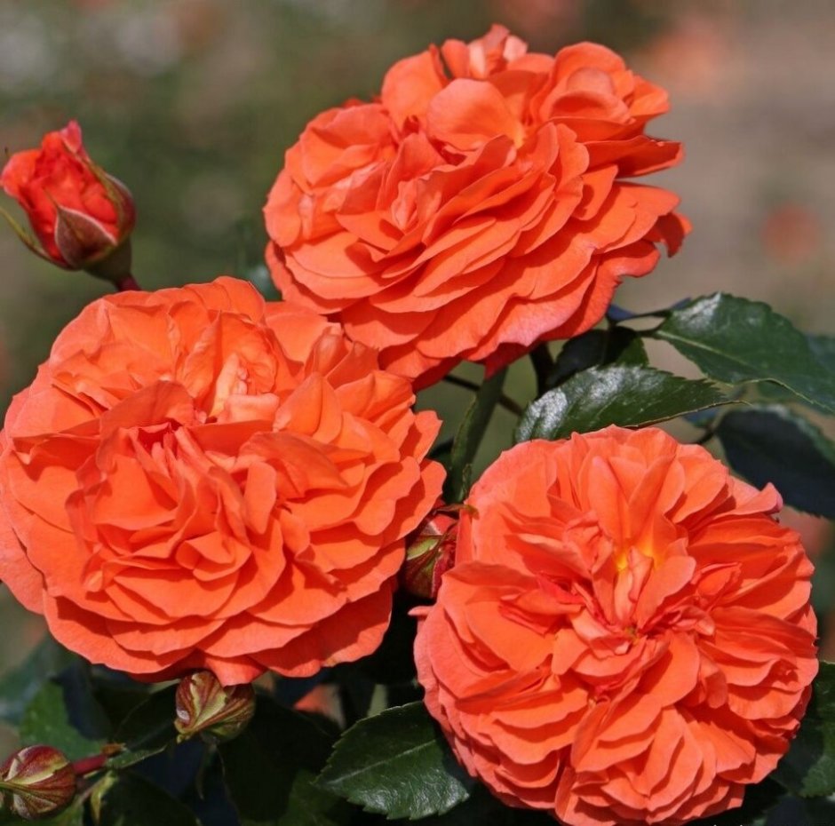 Роза оранж Рива