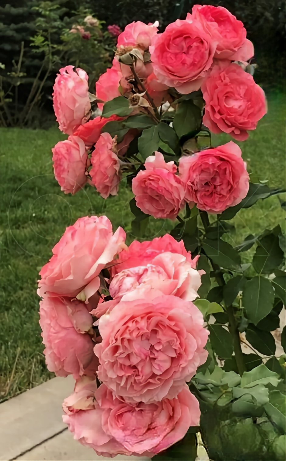 Роза плетистая леди Пенелопа