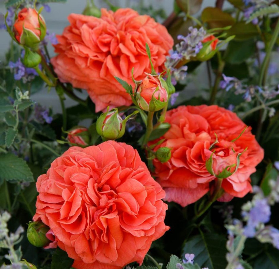 Роза флорибунда Оранжери (Orangerie)