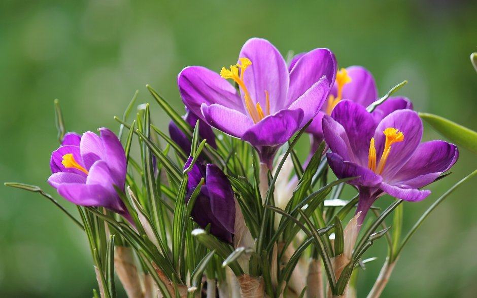 Весенние цветы Шафран