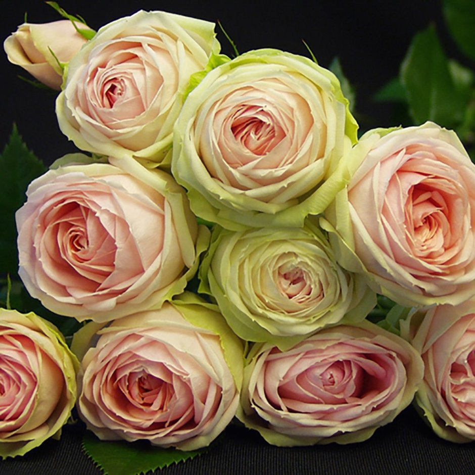 Роза кустовая Тринити