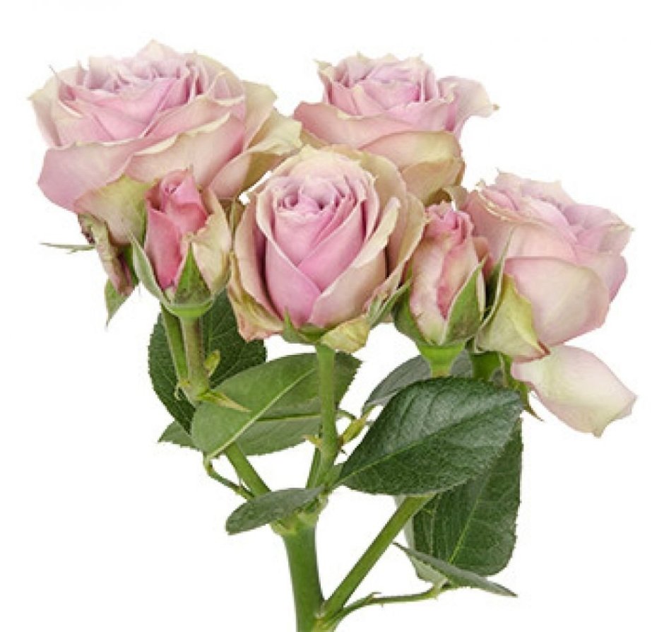 Роза кустовая Odilia