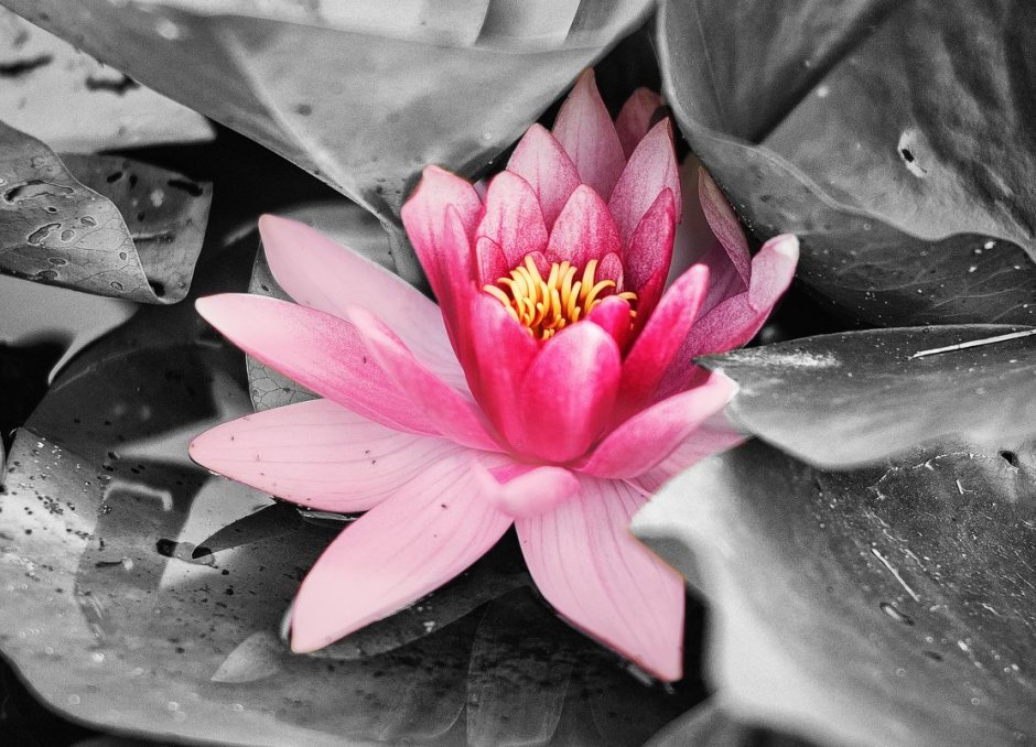 Цветок лиловый Лотос