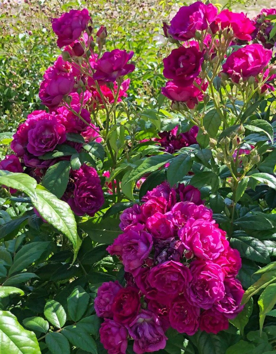 Purple Siluetta роза
