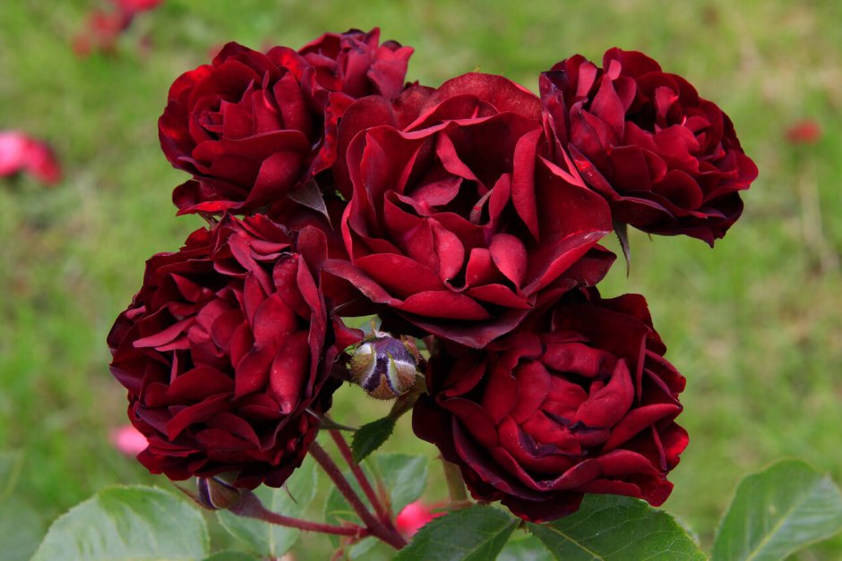 Розы Дельбар Маликорн