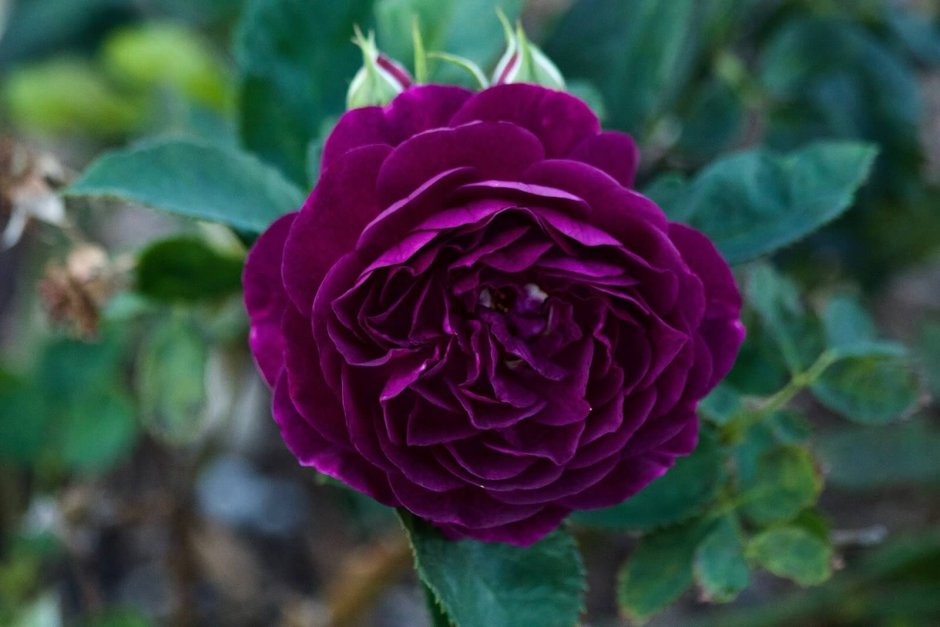 Роза флорибунда Пурпл Эден (Purple Eden)