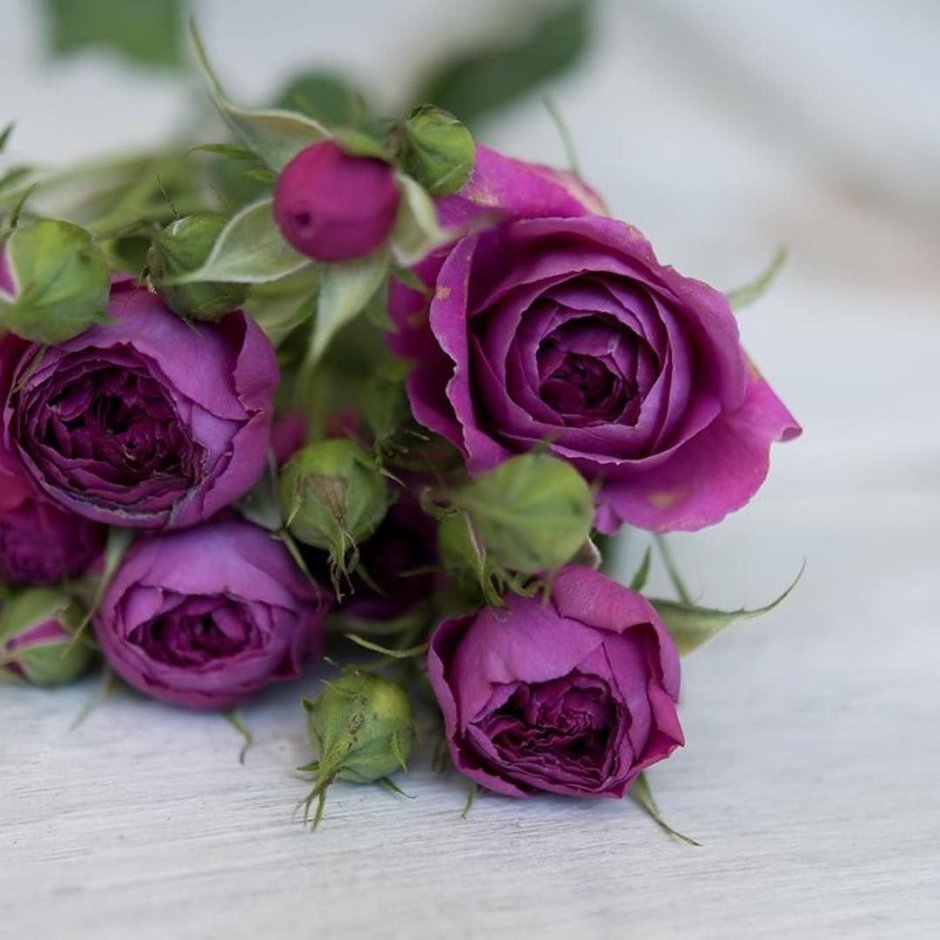 Дип перпл роза фиолетовая