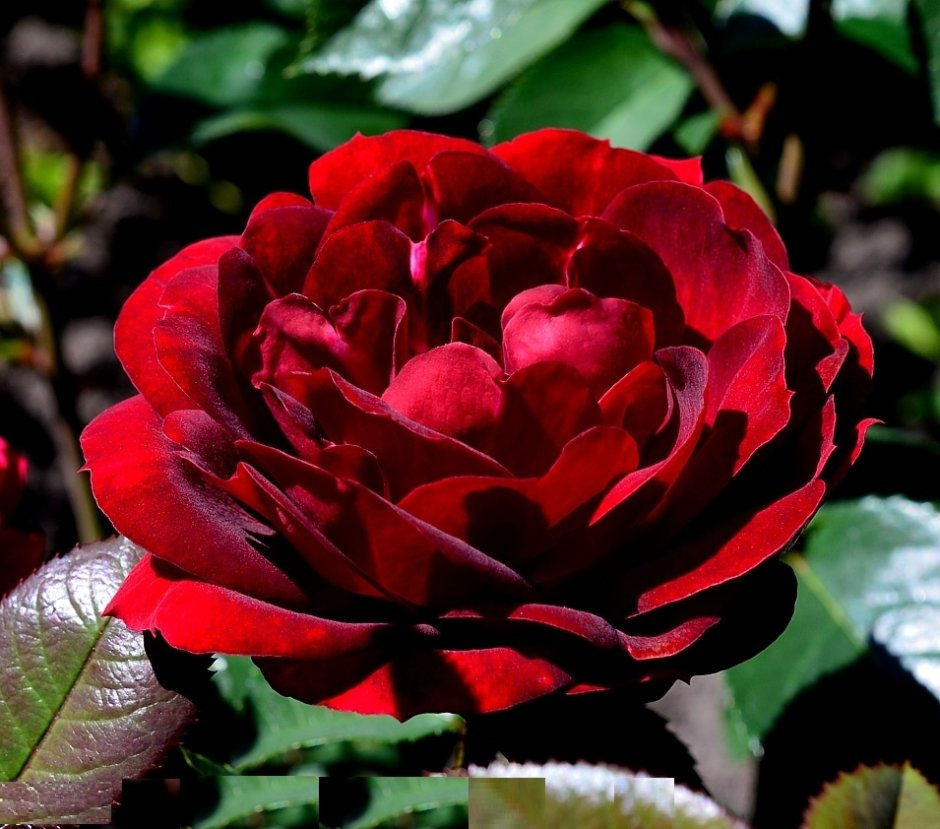 Сорт розы Маликорн