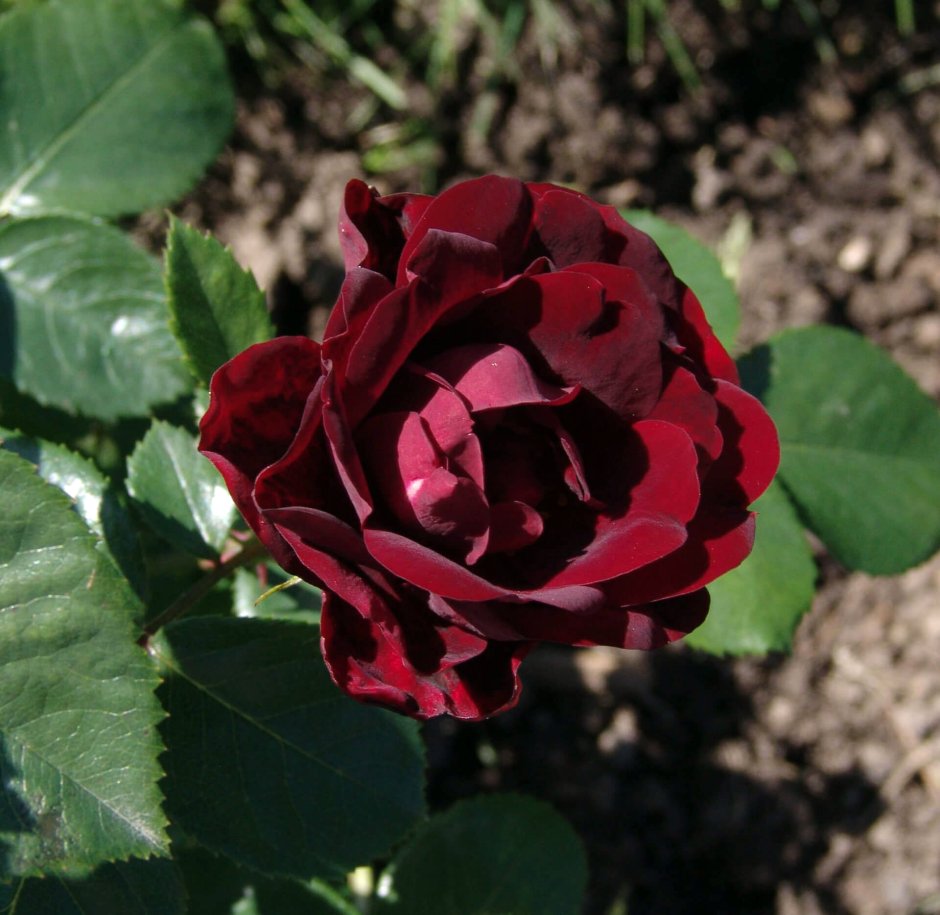 Розы Дельбар Маликорн