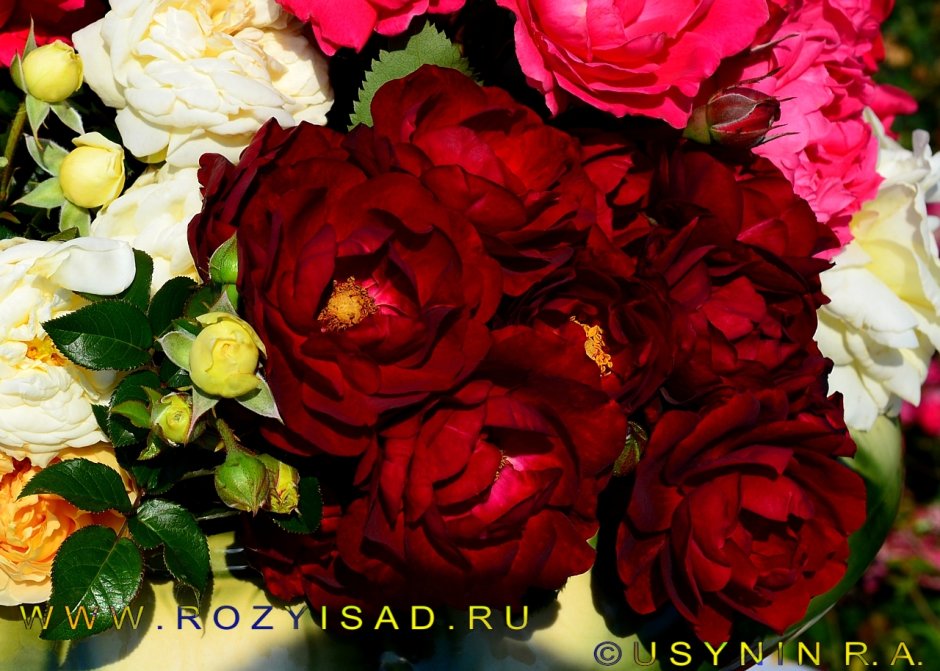 Роза Malicorne энциклопедия роз