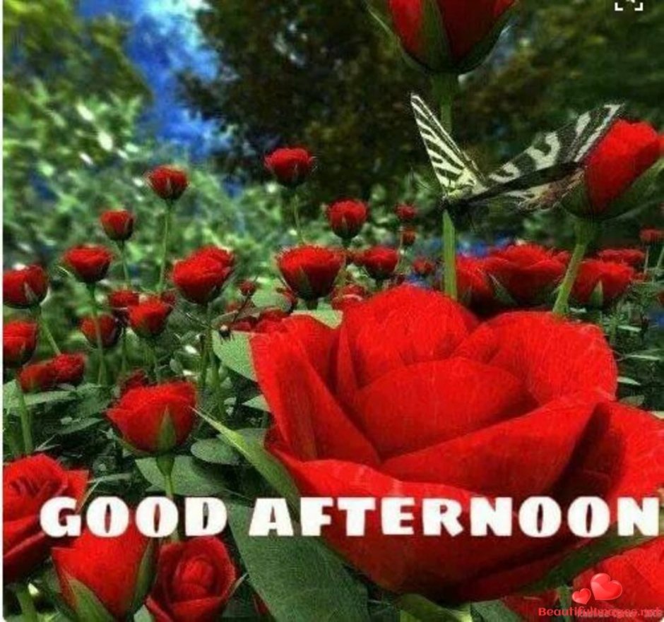 Good afternoon Rose
