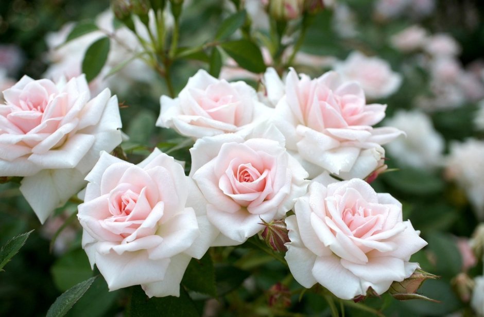 Роза тиара белая флорибунда