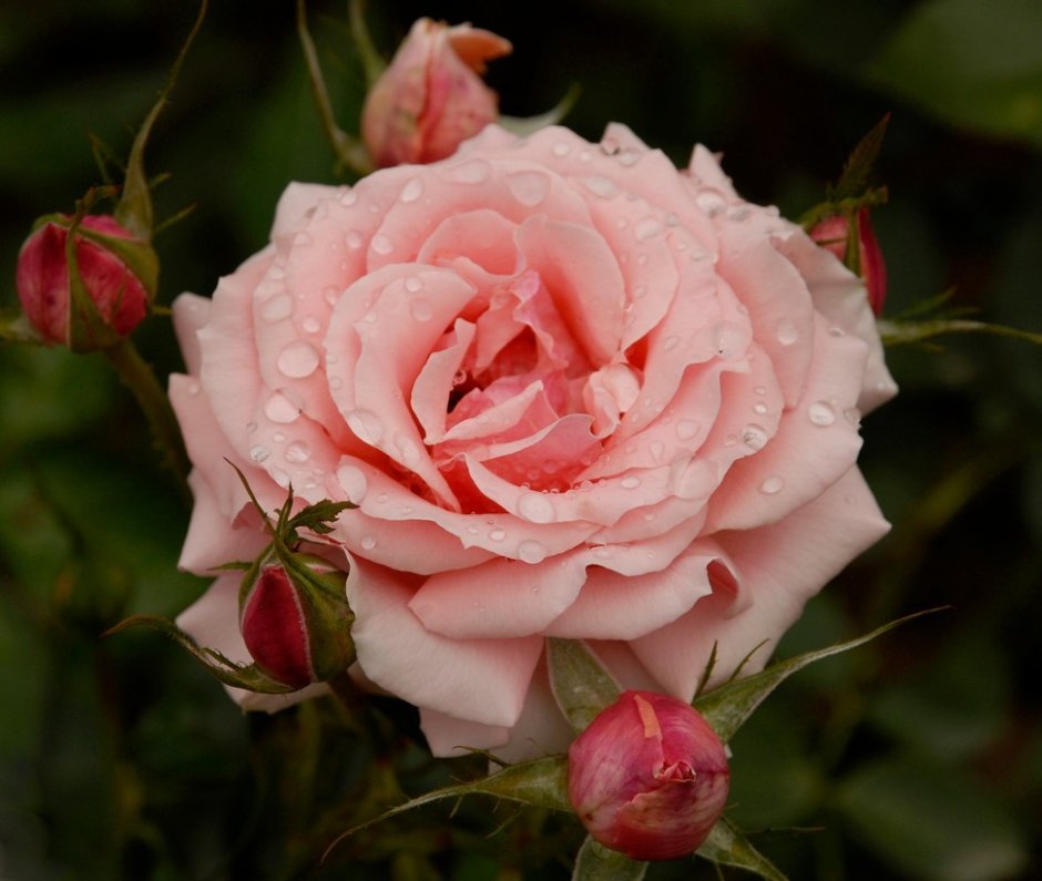 Роза флорибунда поэзия Poesie