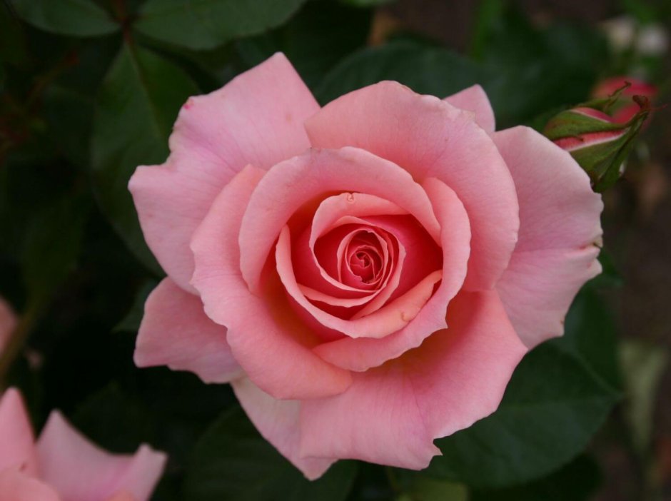 Роза грандифлора поэзия
