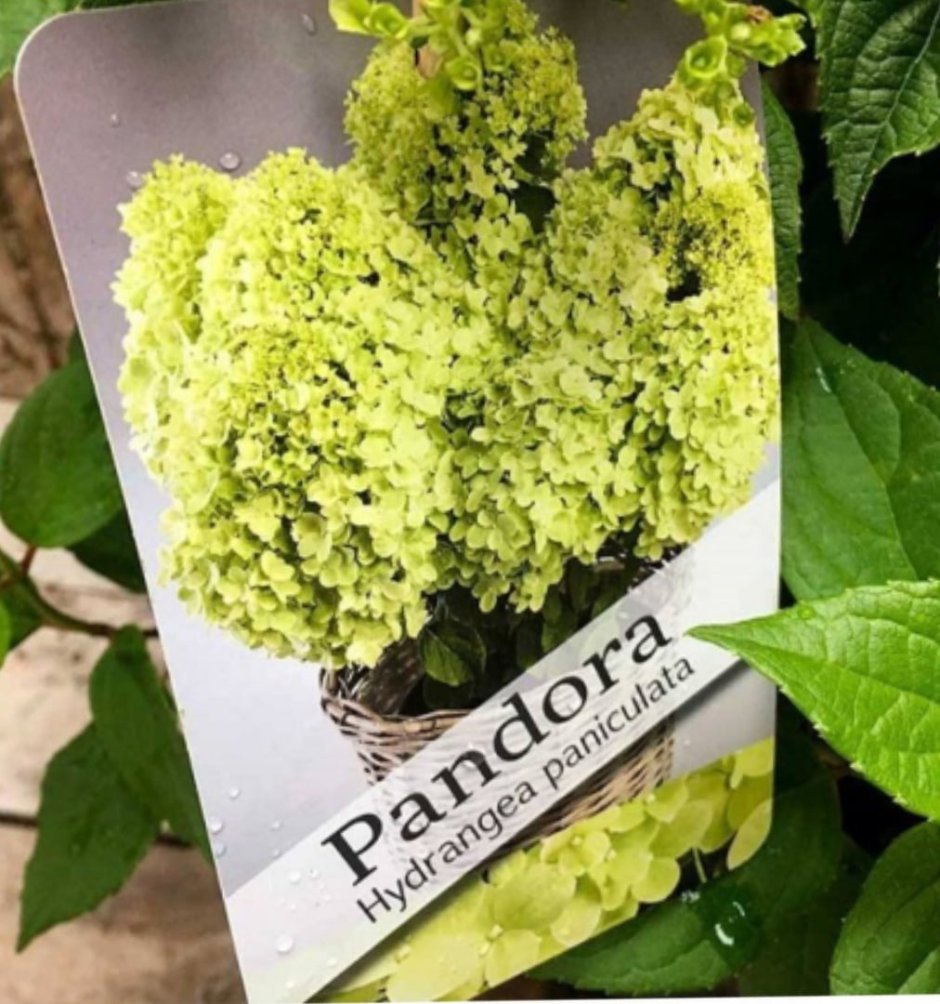 Hydrangea paniculata pandora