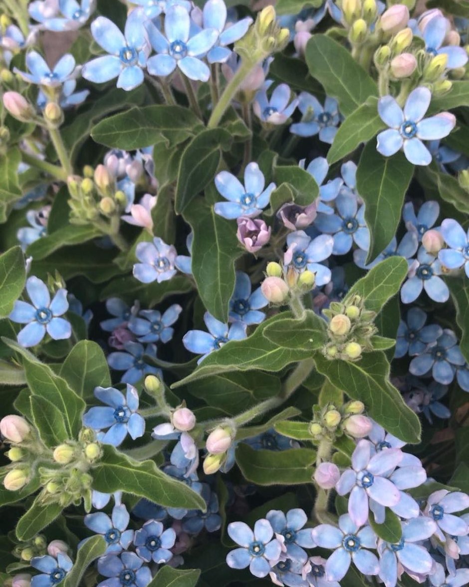 Оксипеталум цветок голубой