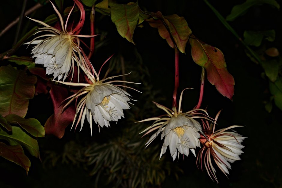 Эпифиллум леди ночь цветок