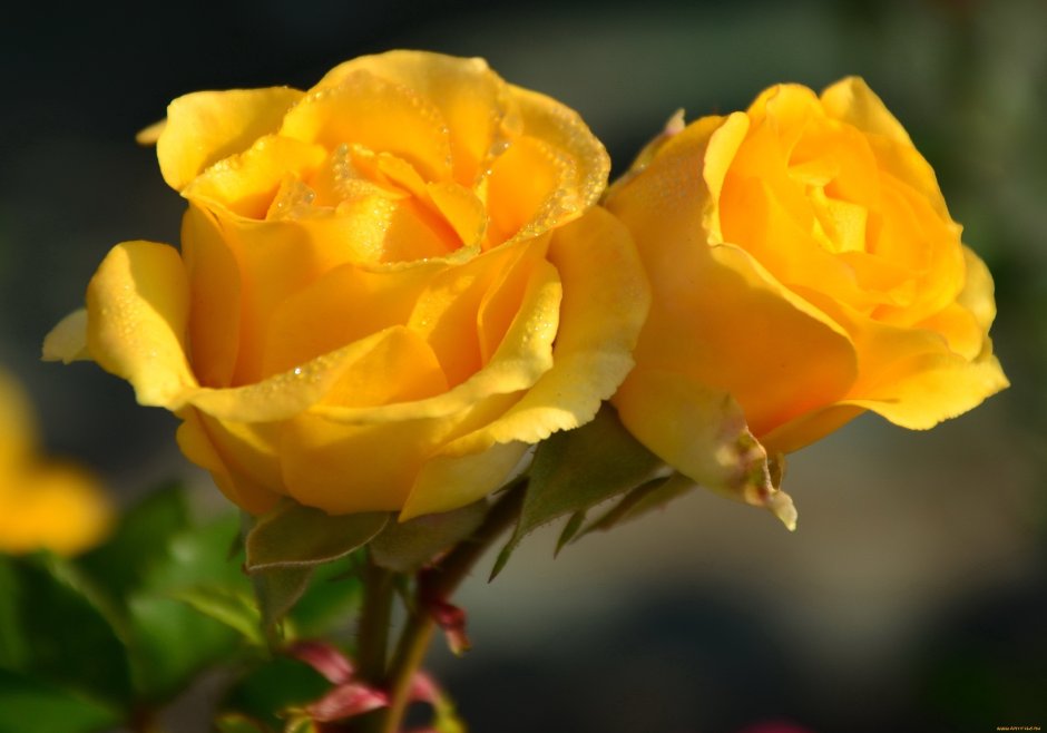 Желтые розы роза Солидор