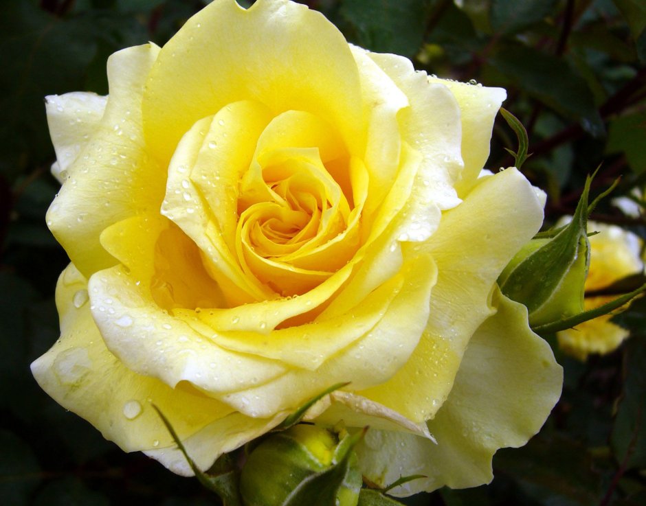 Роза лимонная (Илиос)