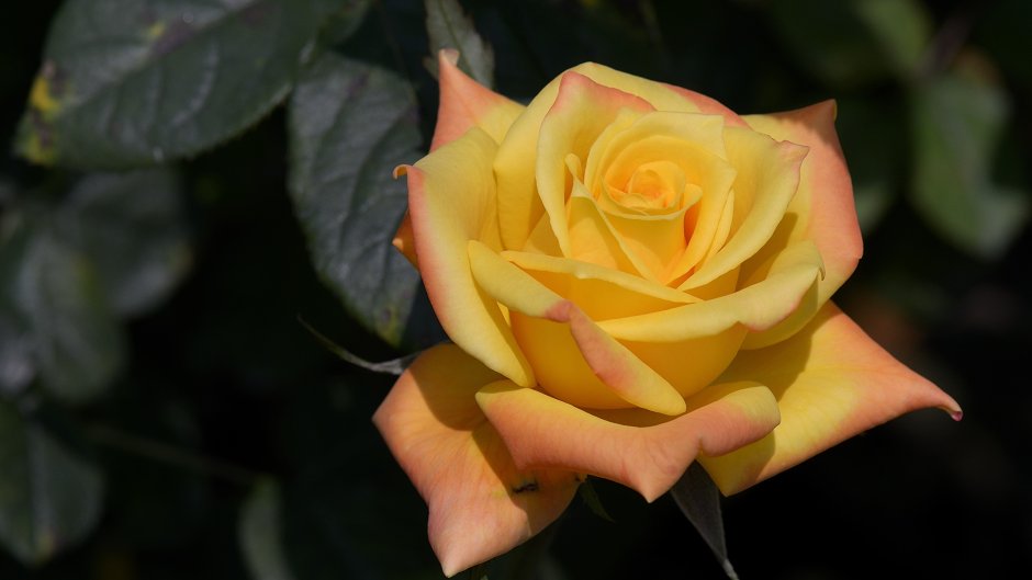 Роза жёлтая Казанова чайно-гибридная