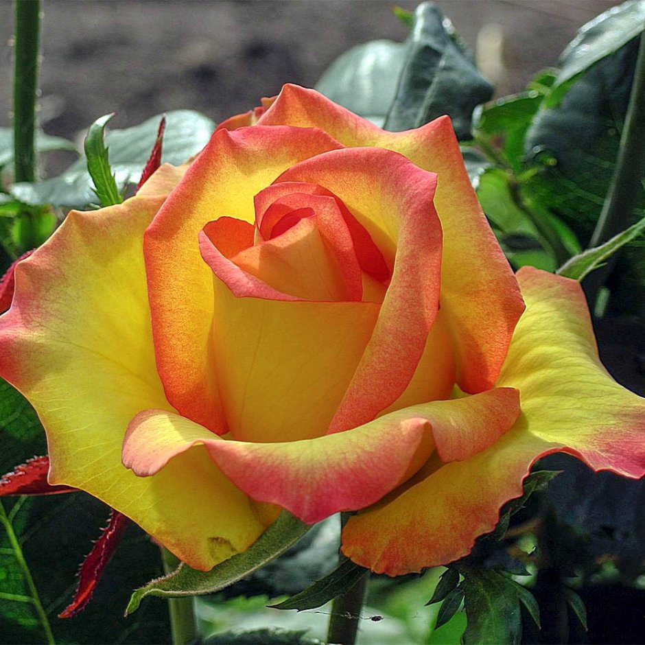 Роза чайно-гибридная Равель