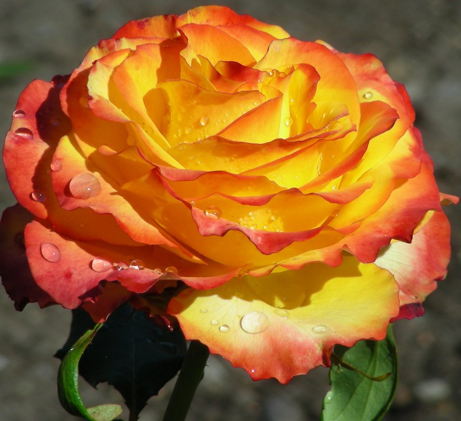 Роза флорибунда текила