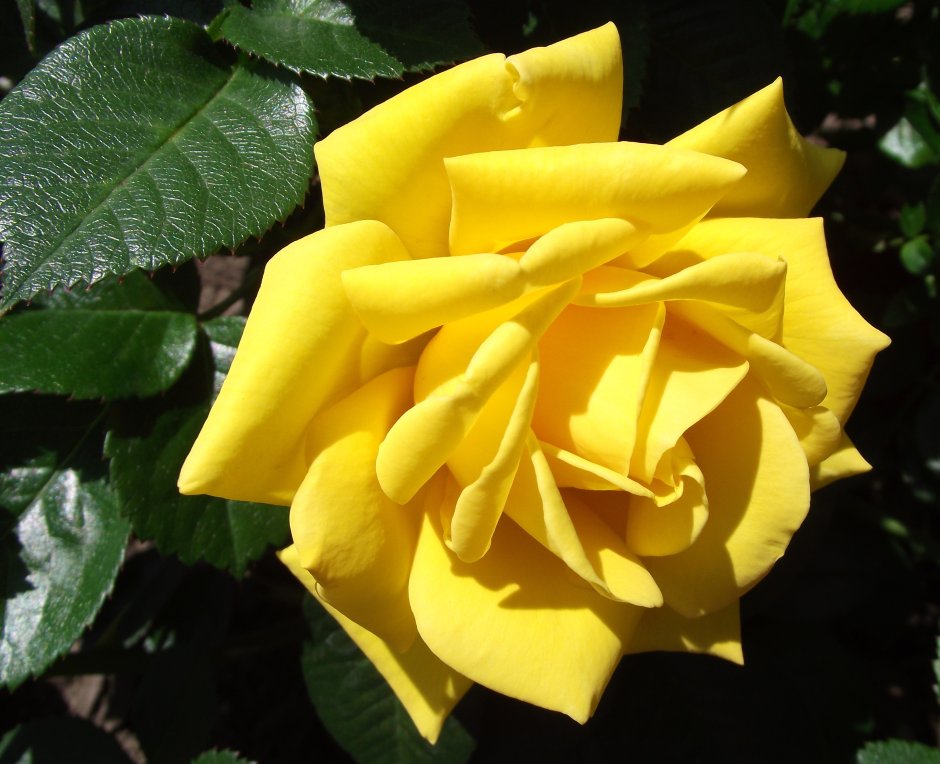Роза чайно-гибридная желтый остров