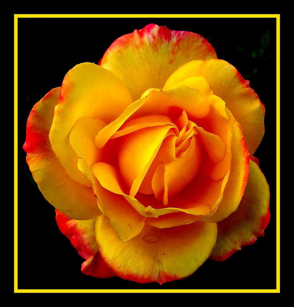 Маджестик (Majestic) роза