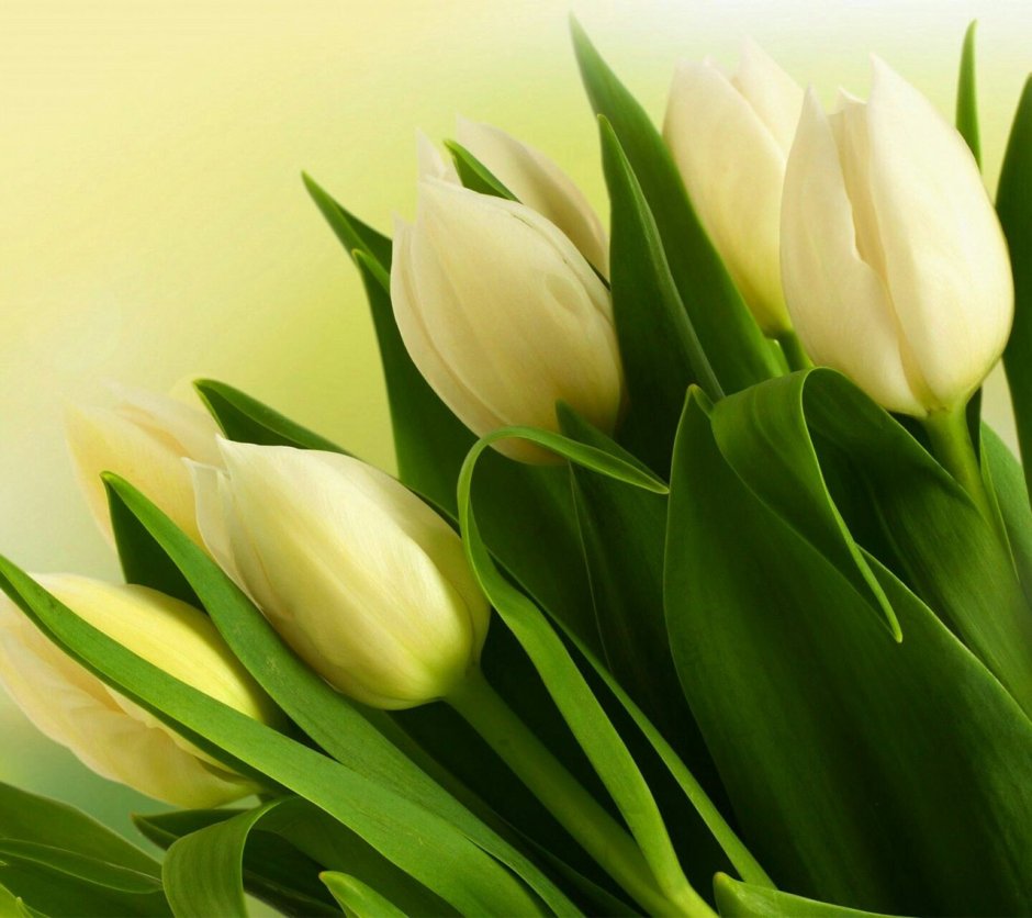 Шикарные белые тюльпаны