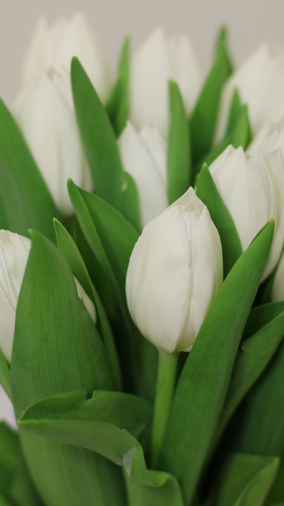 Цветы тюльпаны белые