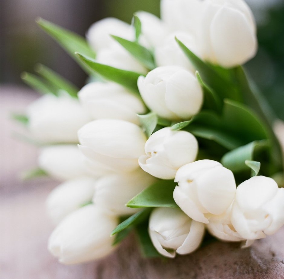 Красивые белые тюльпаны